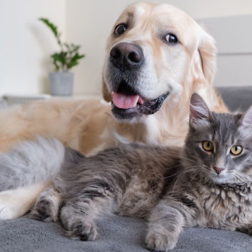TUTELA DEGLI ANIMALI